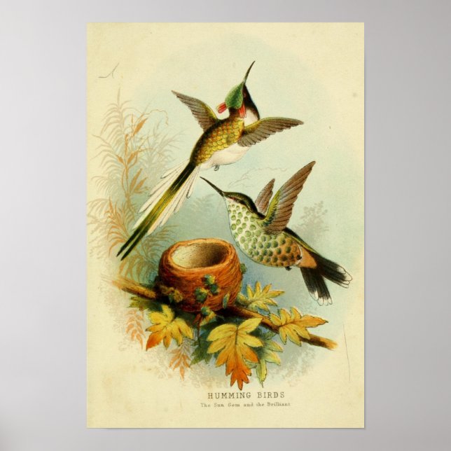 Poster Ilustração Vintage hummingbird (Frente)