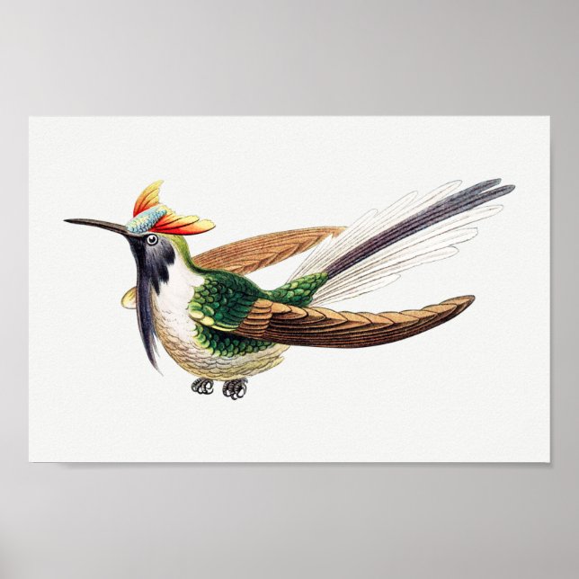 Poster Ilustração Vintage hummingbird (Frente)