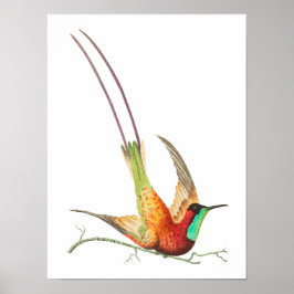 Poster Ilustração Vintage hummingbird