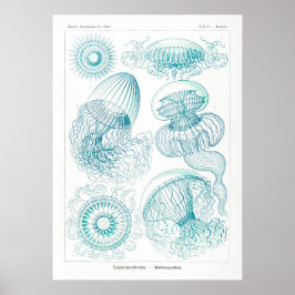 Poster Ilustração Vintage Jellyfish