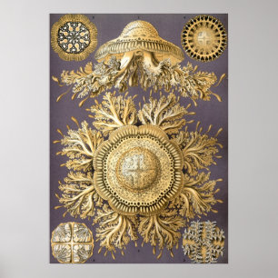 Poster Ilustração Vintage Jellyfish