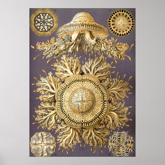 Poster Ilustração Vintage Jellyfish (Frente)