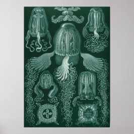 Poster Ilustração Vintage Jellyfish