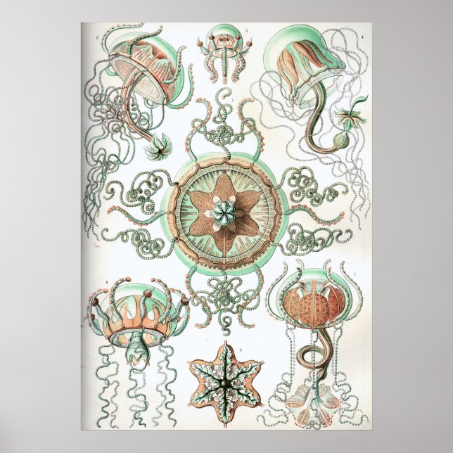 Poster Ilustração Vintage Jellyfish (Frente)