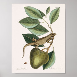 Poster Ilustração Vintage Lizard