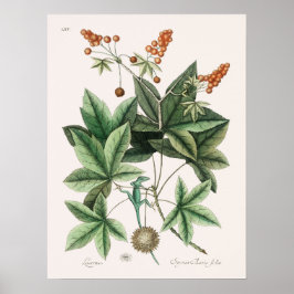 Poster Ilustração Vintage Lizard