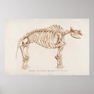 Poster Ilustração Vintage Mamoth