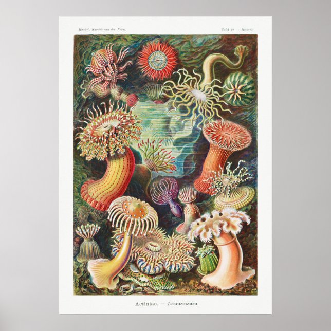 Poster Ilustração Vintage Marine Life (Frente)