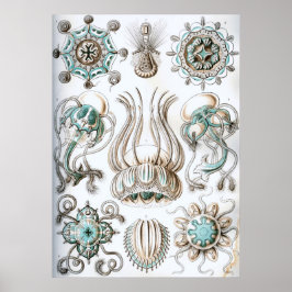 Poster Ilustração Vintage Marine Life