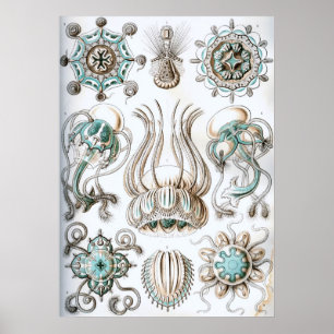 Poster Ilustração Vintage Marine Life