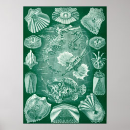 Poster Ilustração Vintage Marine Life