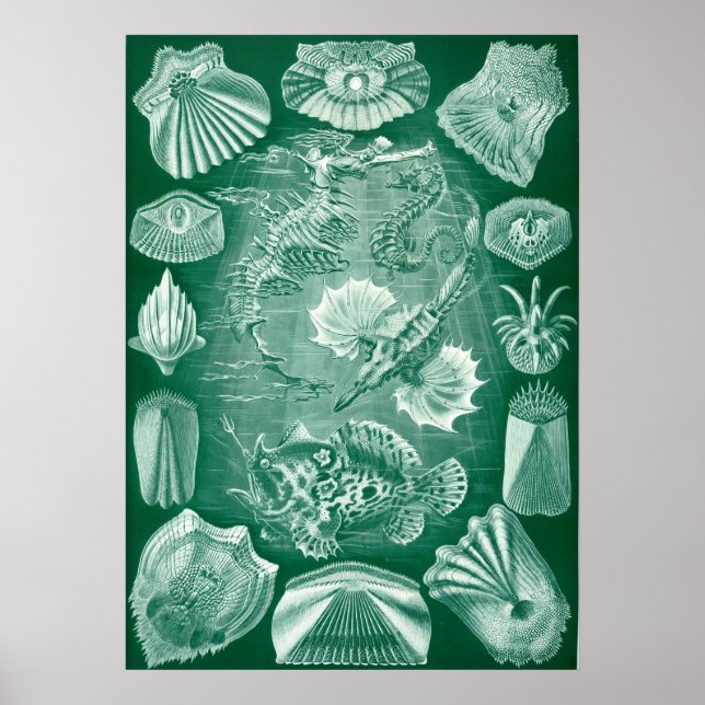 Poster Ilustração Vintage Marine Life (Frente)