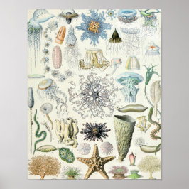 Poster Ilustração Vintage Marine Life