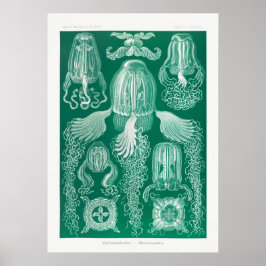 Poster Ilustração Vintage Marine Life