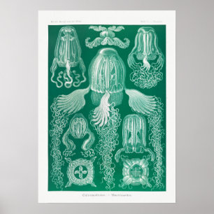 Poster Ilustração Vintage Marine Life