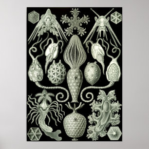 Poster Ilustração Vintage Marine Life