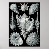Ilustração Vintage Marine Life