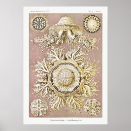 Poster Ilustração Vintage Marine Life