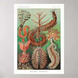 Poster Ilustração Vintage Marine Life