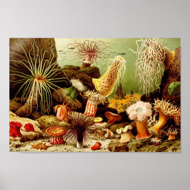 Poster Ilustração Vintage Marine Life (Frente)