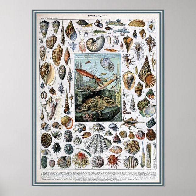 Poster Ilustração Vintage Marine Life (Frente)