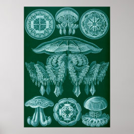 Poster Ilustração Vintage Marine Life