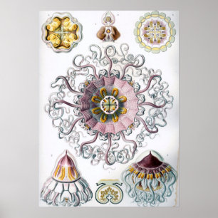 Poster Ilustração Vintage Marine Life