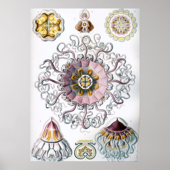 Poster Ilustração Vintage Marine Life (Frente)