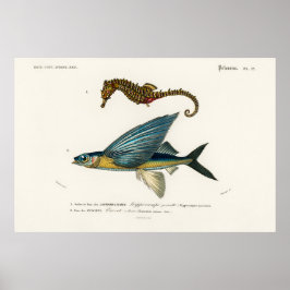 Poster Ilustração Vintage Marine Life