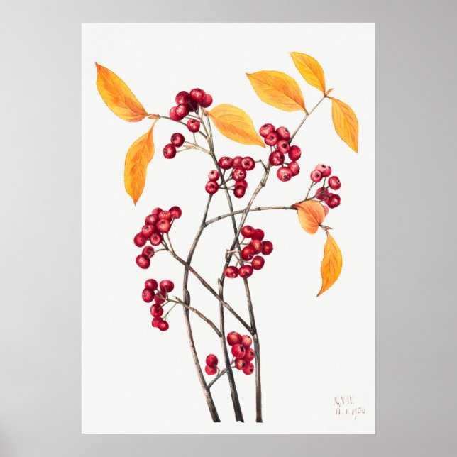 Poster Ilustração Vintage Mountain Ash (Frente)