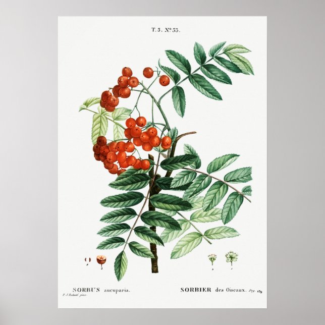 Poster Ilustração Vintage Mountain Ash (Frente)