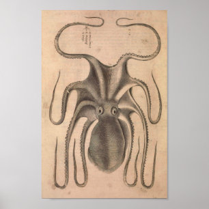 Poster Ilustração Vintage Octopus Sea Life