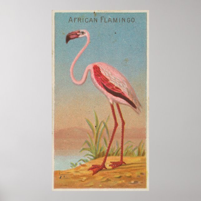 Poster Ilustração Vintage Pink Flamingo (1889) (Frente)