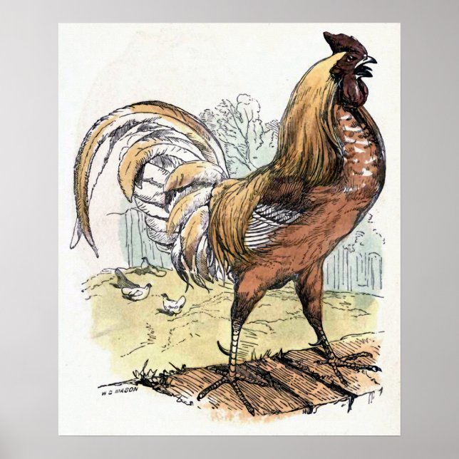 Poster Ilustração Vintage "Rooster" (Frente)