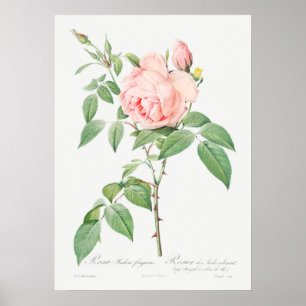 Poster Ilustração Vintage Rosa