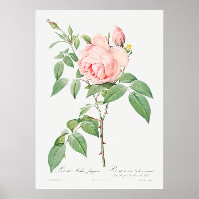 Poster Ilustração Vintage Rosa (Frente)