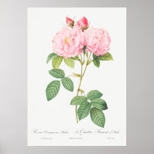 Poster Ilustração Vintage Rosa