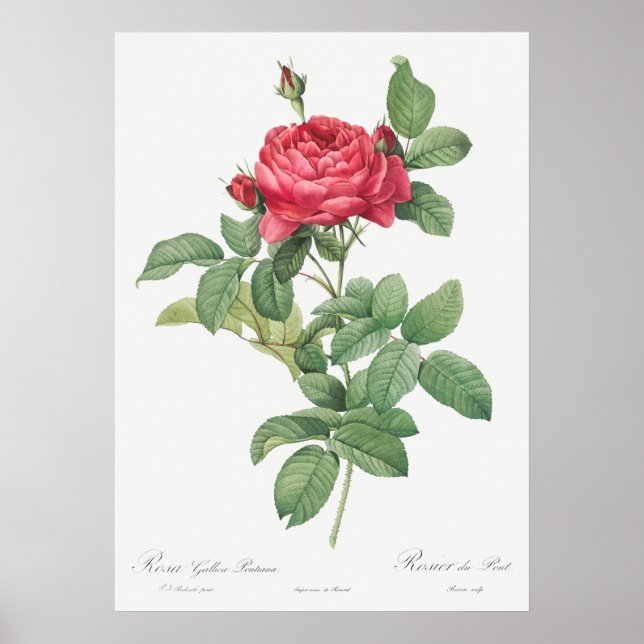 Poster Ilustração Vintage Rosa (Frente)