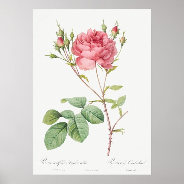 Poster Ilustração Vintage Rosa (Frente)