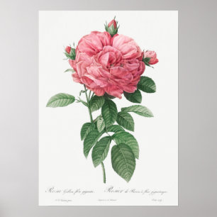 Poster Ilustração Vintage Rosa