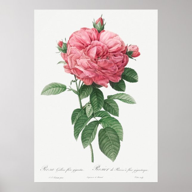 Poster Ilustração Vintage Rosa (Frente)