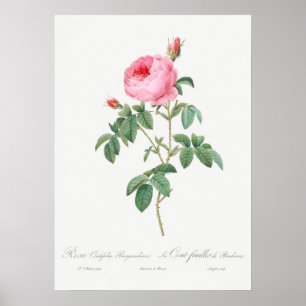 Poster Ilustração Vintage Rosa
