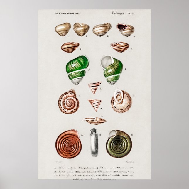 Poster Ilustração Vintage Seashells (Frente)