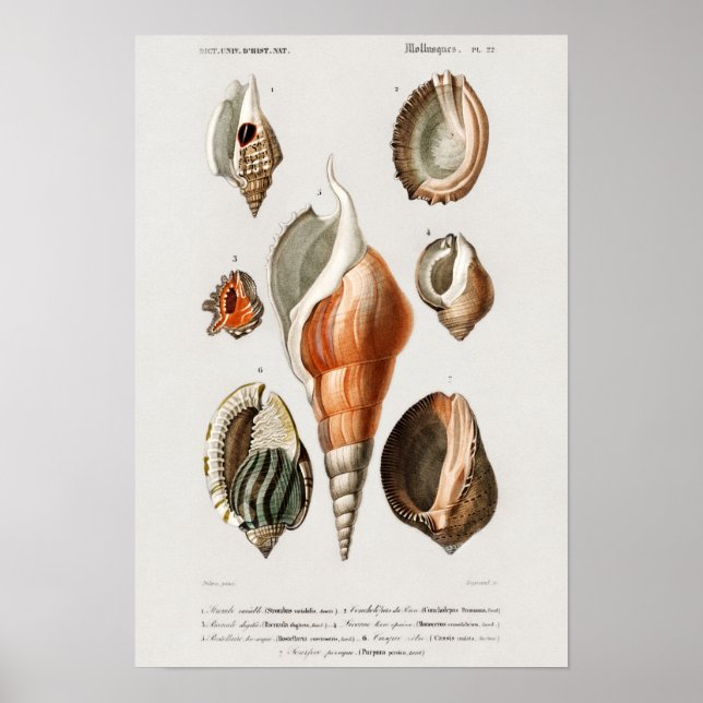 Poster Ilustração Vintage Seashells (Frente)
