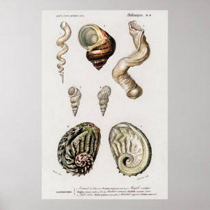 Poster Ilustração Vintage Seashells