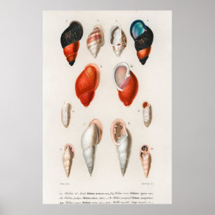 Poster Ilustração Vintage Seashells