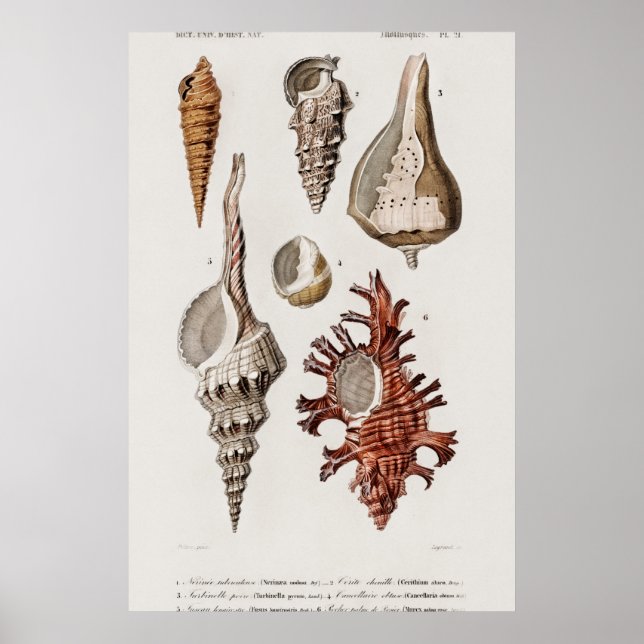 Poster Ilustração Vintage Seashells (Frente)