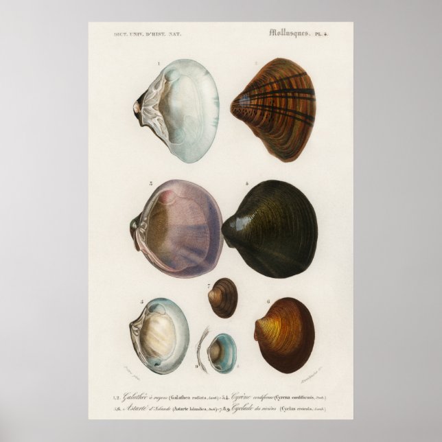 Poster Ilustração Vintage Seashells (Frente)