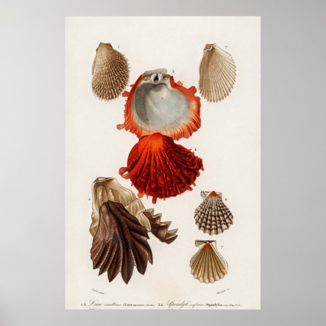 Poster Ilustração Vintage Seashells (Frente)