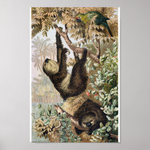Poster Ilustração Vintage Sloth